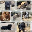 Welpen Bordercollie x Harzer Fuchs